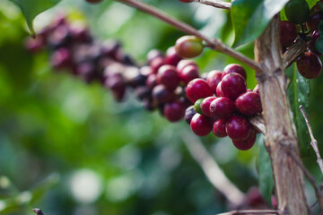Farmers pick fresh red coffee berries from the plant Agricultural concept Fertilizer and agricultural products.