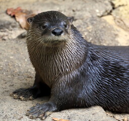 A North American river otter resting on the sandy bank. Lontra canadensis.
