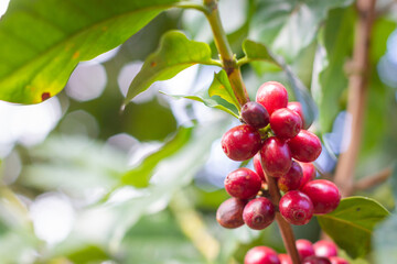 Farmers pick fresh red coffee berries from the plant Agricultural concept Fertilizer and agricultural products.
