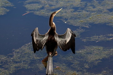 An male Anhinga drying it's wings while perched on a stump protruding from the calm water. Anhinga anhinga.