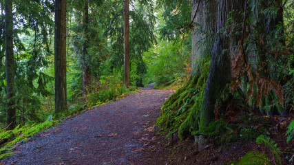 Forest trail on Burnaby Mountain, BC
