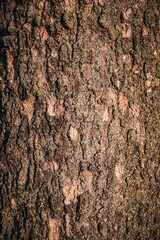 A vertical closeup shot of a tree trunk texture