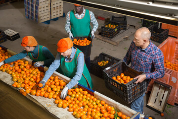 Obraz premium Above view of jolly male and female workers in colored uniform sorting fresh ripe mandarins on producing grading line