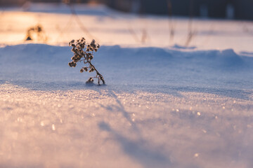 frozen dry plant in winter, in deep snowdrifts. hibernation nature
