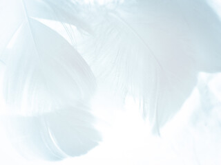 Fototapeta na wymiar Beautiful abstract black feathers on white background and soft white feather texture on white pattern, dark theme wallpaper, gray feather background, black banners