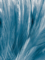 Beautiful abstract blue feathers on dark background, black feather texture on blue pattern and blue background, feather wallpaper, blue banners, love theme, valentines day, dark texture