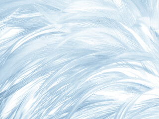 Obraz premium Beautiful abstract blue feathers on dark background, black feather texture on blue pattern and blue background, feather wallpaper, blue banners, love theme, valentines day, dark texture