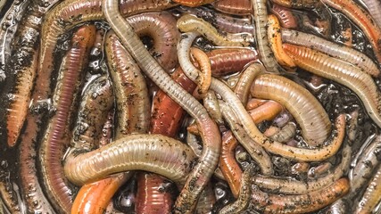 Many earthworms crawling together closeup photo