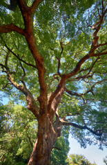 Cinnamomum camphora  tree in the Imperial Palace garden. Tokyo. Japan