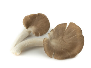 Angel mushroom (Pleurotus pulmonarius, Indian Oyster, Phoenix Mushroom, Lung Oyster) isolated on white background