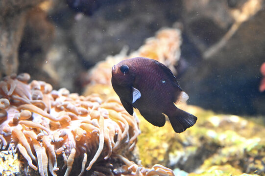 30 Best ミツボシクロスズメダイ Images Stock Photos Vectors Adobe Stock