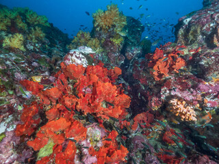 Naklejka na ściany i meble Red sea sponge growing on a rock (Mergui archipelago, Myanmar)
