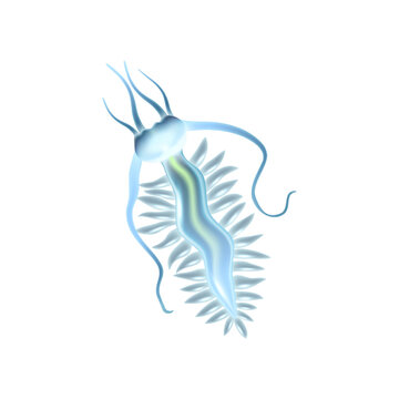 Realistic Plankton Illustration