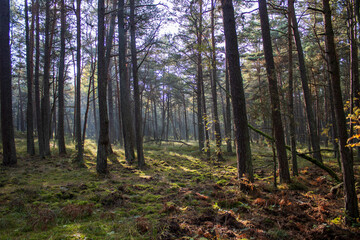 dancing forest in autumn