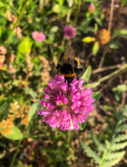 fluffy bumblebee extracts nectar from pink clover flowers.  striped insect with wings collects pollen and nectar from pink flowers.