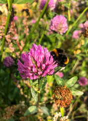 fluffy bumblebee extracts nectar from pink clover flowers.  striped insect with wings collects pollen and nectar from pink flowers.