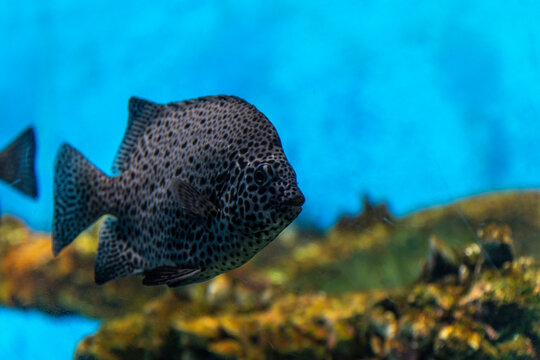 Close-up Of Fish Underwater © sungmoon han/EyeEm