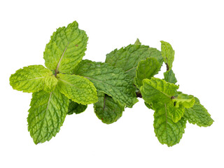 fresh raw mint leaves (Melissa officinalis) isolated on white background