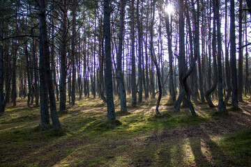 dancing forest in autumn