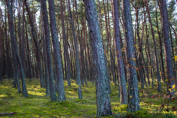 dancing forest in autumn