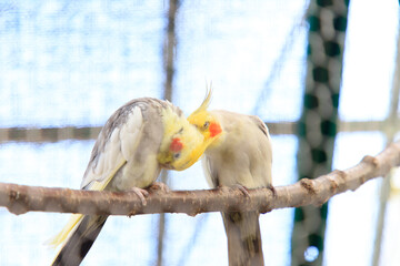 セキセイインコのカップル