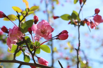 花　カイドウ　春　風景