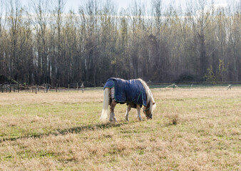 Horses on a daily pasture on a backpack near the city of Novi Sad, Serbia 