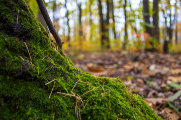 moss covered tree