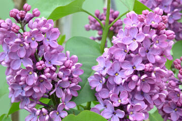 shrub lilac close-up in the garden
