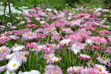 daisy for creating background and texture

