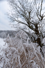 Gefrorenes Schilf mit Eiskristallen und Bäumen im Moor im Winter