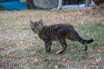 Beautiful playful stray cat chasing something outdoors, homeless animal, cute small street kitty, striped cat with beautiful eyes