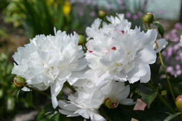 beautiful white peony close up
