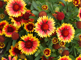 Großblumige Kokardenblumen, Maler- oder Papageienblumen gennant (Gaillardia grandiflora)
