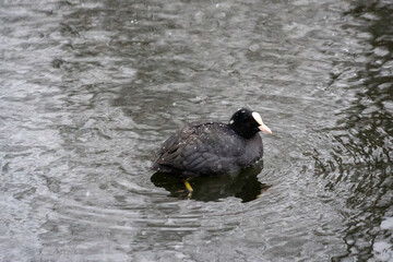 duck on the water with snow