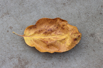 Yellowed leaf of quince tree.