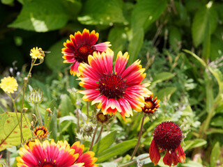 Gaillardia x grandiflora - Großblumige Kokardenblume mit knalligen Farben, leuchtend gelb, Orange...