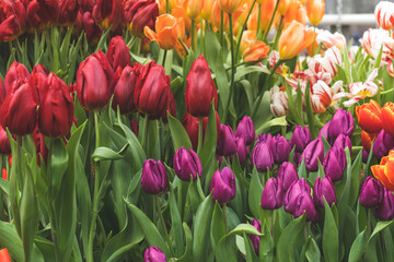 lots of colorful tulips close-up