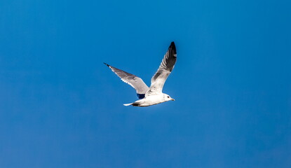 Bird river gull close-up on the background of the blue sky in summer