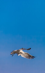 Obraz premium Bird river gull close-up on the background of the blue sky in summer