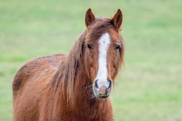 Fototapeta premium portrait of a horse