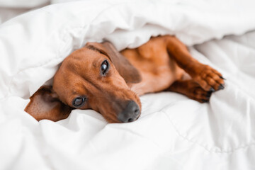 dachshund lies in the bed. white cotton blanket, space for text