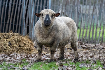 Dirty sheep in a meadow at winter time