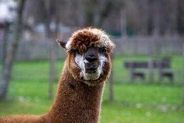 Fototapeta premium alpaca in the zoo