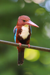 Close up of Asian kingfisher