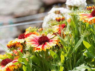 Gaillardia x grandiflora - Großblumige Kokardenblume mit knalligen Farben, leuchtend gelb, Orange...