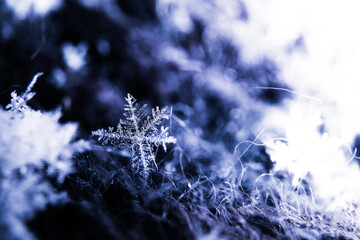 snow flake sharp detail makro cold blue winter 2021 covid 