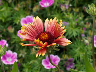 Großblumige Kokardenblume, Maler- oder Papageienblume gennant (Gaillardia grandiflora)