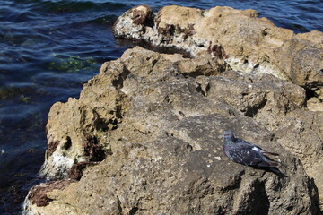 a blue pigeon sits on a rock on warm stones near the clear sea on a sunny day