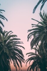 Fototapeta na wymiar palm tree silhouette